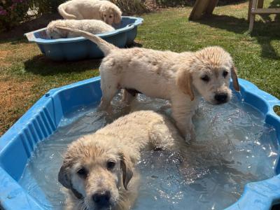 IKC Registered Golden Retriever puppies in Wexford