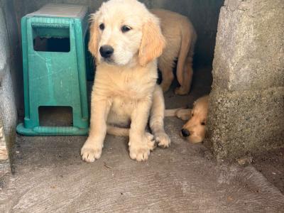 IKC Registered Golden Retriever puppies in Wexford
