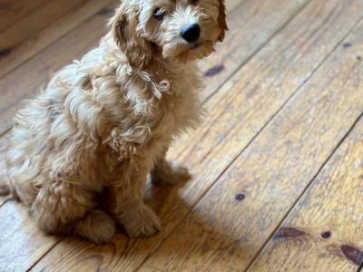 Stunning Cavapoo puppies in Wexford