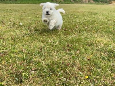 Miniature Matipoo puppies in Cork