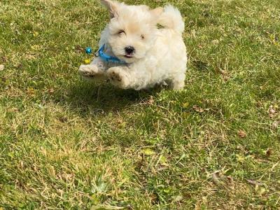 Miniature Matipoo puppies in Cork