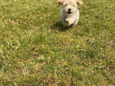 Miniature Matipoo puppies in Cork
