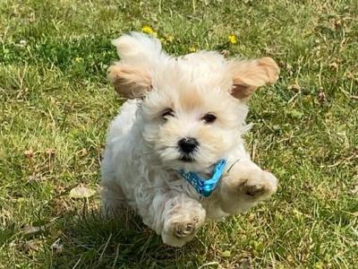 Miniature Matipoo puppies in Cork