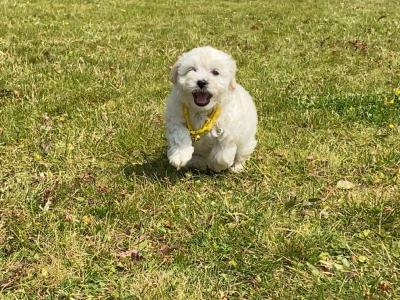 Miniature Matipoo puppies in Cork