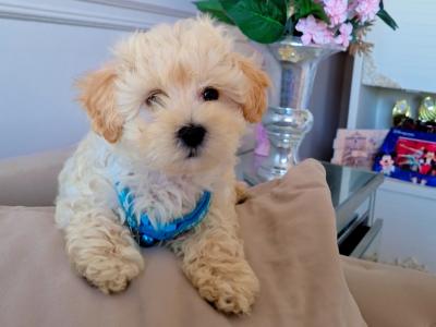 Miniature Matipoo puppies in Cork