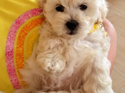 Miniature Matipoo puppies in Cork