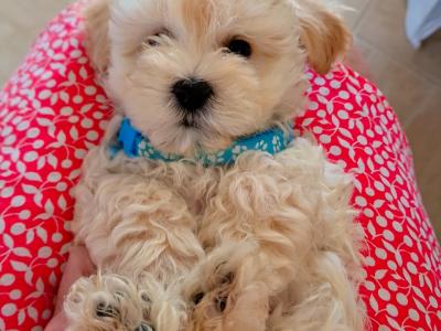 Miniature Matipoo puppies in Cork