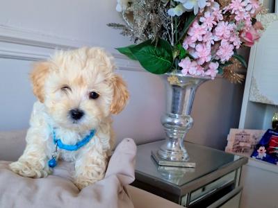 Miniature Matipoo puppies in Cork