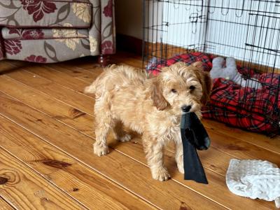Stunning Cavapoo puppies in Wexford