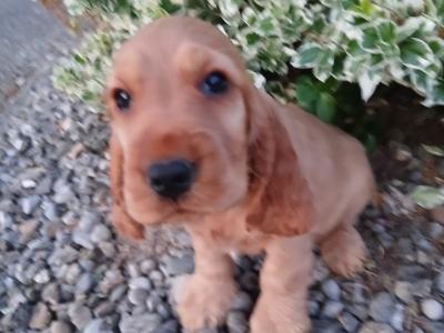 Cocker Spaniel puppies in Wexford