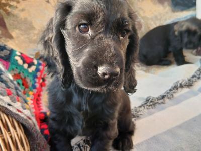 Cocker Spaniel puppies in Wexford