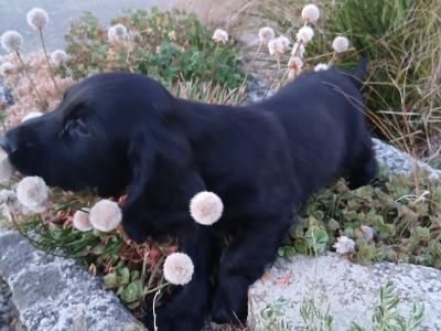 Cocker Spaniel puppies in Wexford