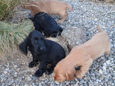 Cocker Spaniel puppies in Wexford