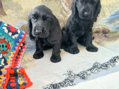 Cocker Spaniel puppies in Wexford