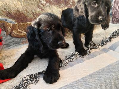 Cocker Spaniel puppies in Wexford