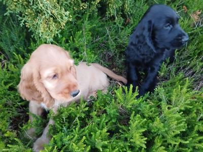 Cocker Spaniel puppies in Wexford