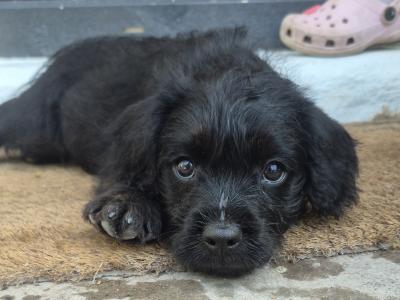 French Bulldog x Poodle puppies (Froodle) in Cork