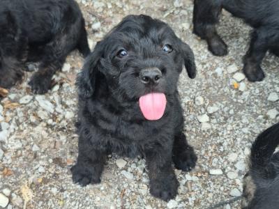 French Bulldog x Poodle puppies (Froodle) in Cork