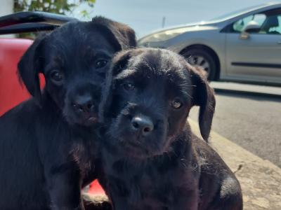 French Bulldog x Poodle puppies (Froodle) in Cork