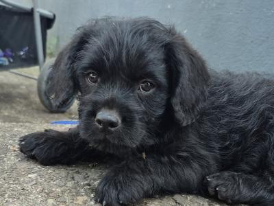 French Bulldog x Poodle puppies (Froodle) in Cork