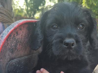 French Bulldog x Poodle puppies (Froodle) in Cork