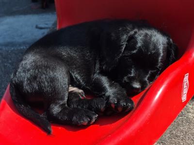French Bulldog x Poodle puppies (Froodle) in Cork