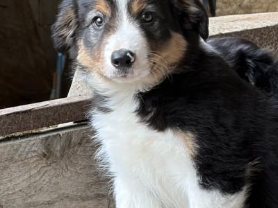 Beautiful Collie Pups