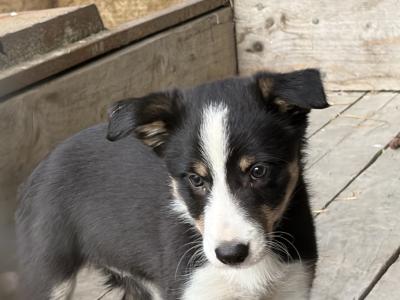 Beautiful Collie Pups