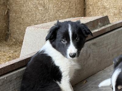Beautiful Collie Pups