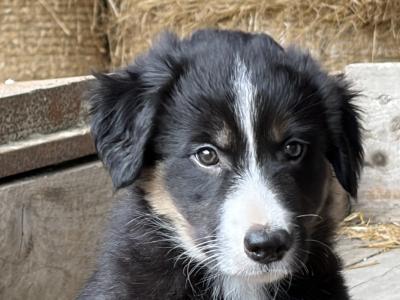 Beautiful Collie Pups