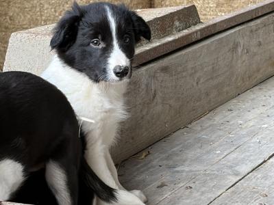 Beautiful Collie Pups