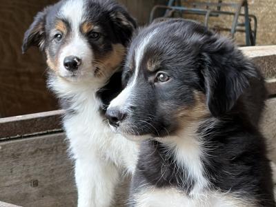 Beautiful Collie Pups