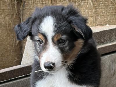 Beautiful Collie Pups