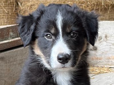 Beautiful Collie puppies in Laois