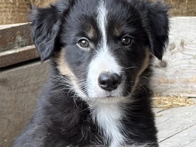 Beautiful Collie Pups