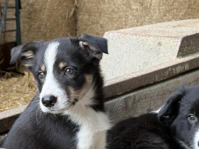 Beautiful Collie Pups