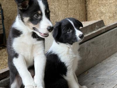 Beautiful Collie Pups