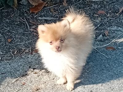 Female Pomeranian puppy in Carlow