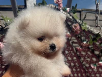 💙Pomeranian boy💙 IKC pending