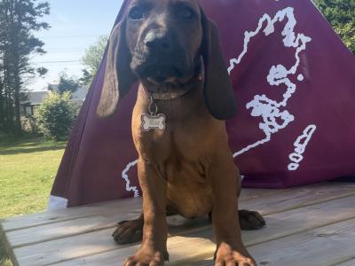 Beautiful Bavarian Mountain Hound Puppies 🐾