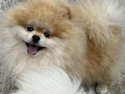 💙Pomeranian boy💙 IKC pending