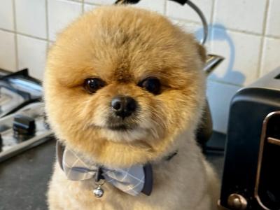 💙Pomeranian boy💙 IKC pending