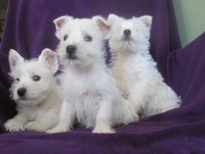 IKC Registered West Highland Terrier puppies in Wicklow