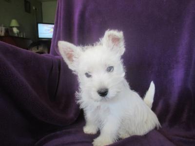 IKC Registered West Highland Terrier puppies in Wicklow