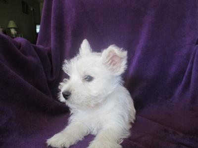 IKC Registered West Highland Terrier puppies in Wicklow