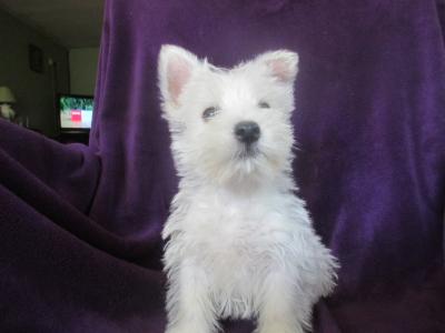 IKC Registered West Highland Terrier puppies in Wicklow