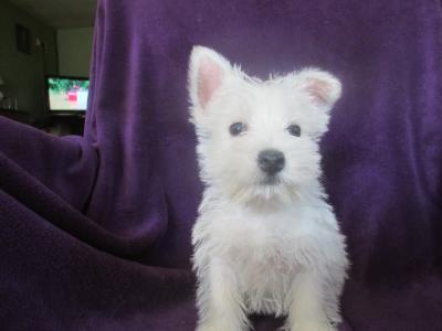 IKC Registered West Highland Terrier puppies in Wicklow