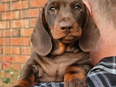 IKC Registered Dachshund Smooth Haired Miniature male puppy for a new home
