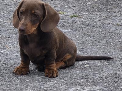 The last    famale available. IKC Registered Miniature Smooth Haired Dachshund puppies