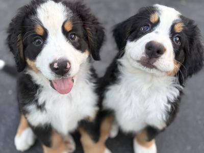 Bernese Puppies Purebreed 2 Girls Left